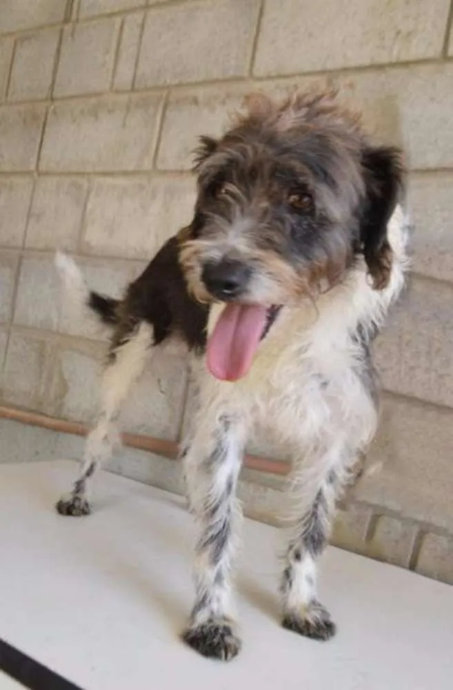 Cachorro ra a SRD idade 3 anos nome MAURICIO, uma graça!