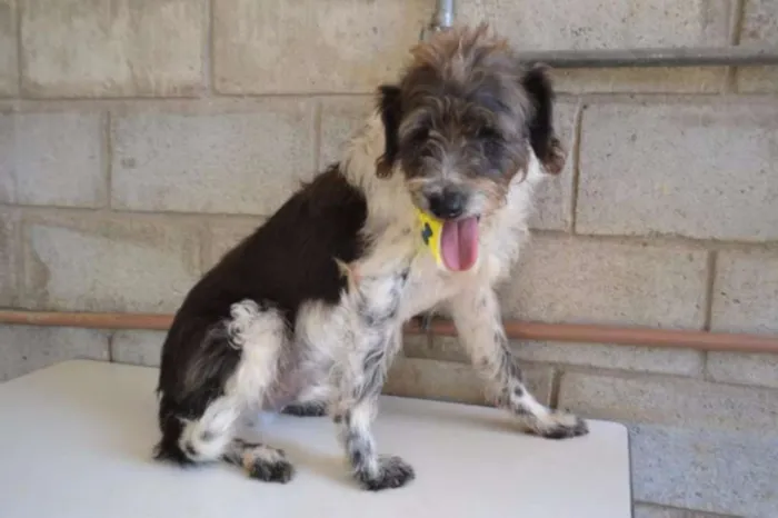 Cachorro ra a SRD idade 3 anos nome MAURICIO, uma graça!