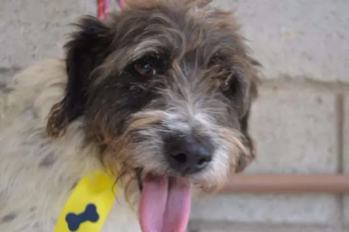 Cachorro ra a SRD idade 3 anos nome MAURICIO, uma graça!