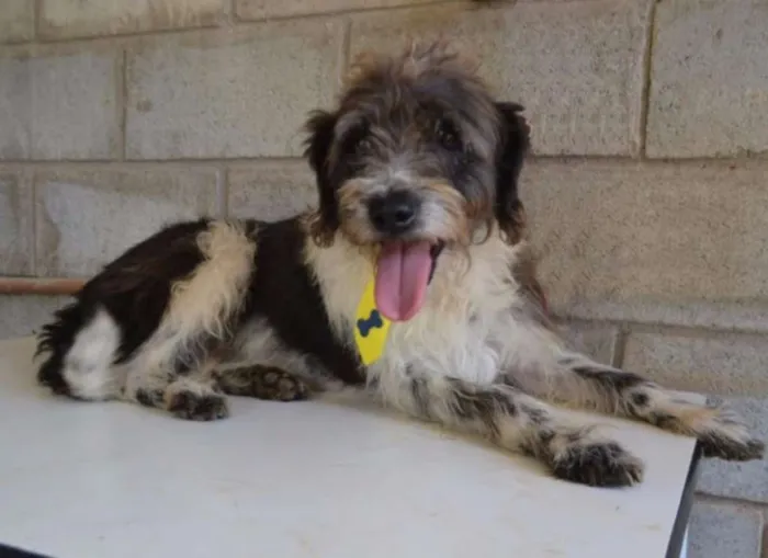 Cachorro ra a SRD idade 3 anos nome MAURICIO, uma graça!
