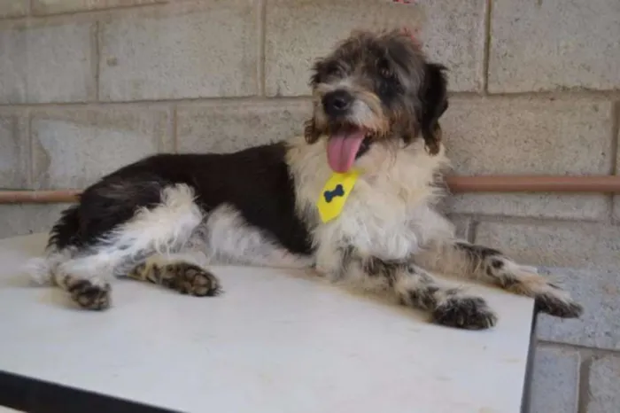 Cachorro ra a SRD idade 3 anos nome MAURICIO, uma graça!