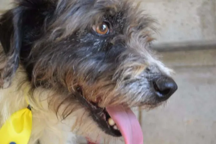Cachorro ra a SRD idade 3 anos nome MAURICIO, uma graça!