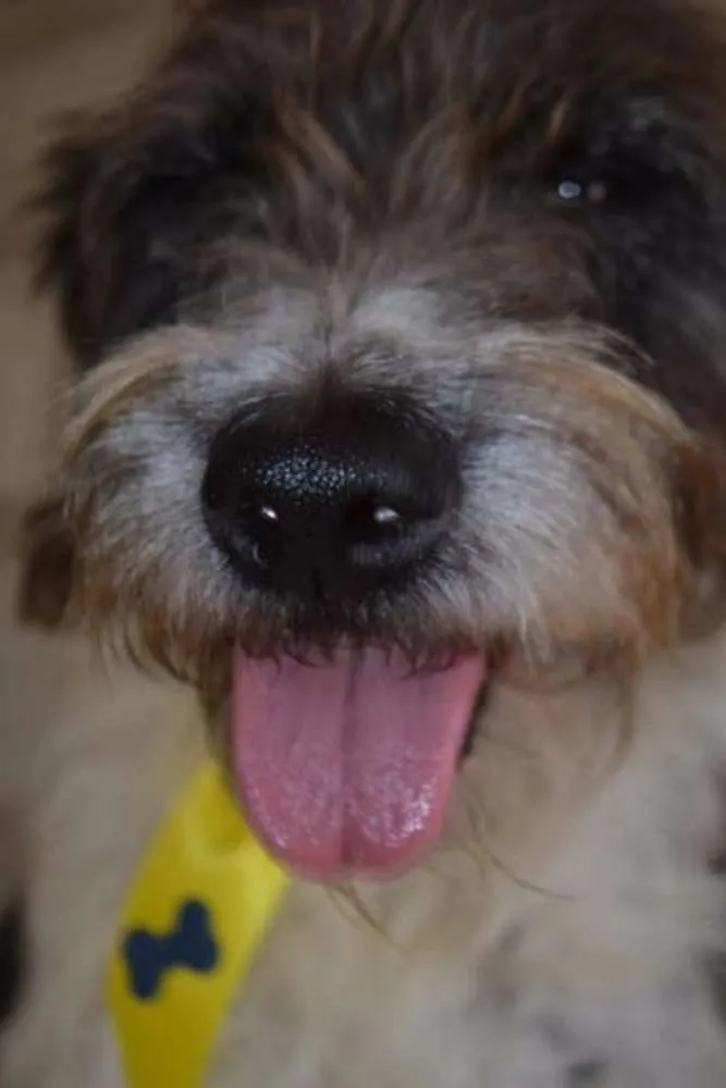 Cachorro ra a SRD idade 3 anos nome MAURICIO, uma graça!