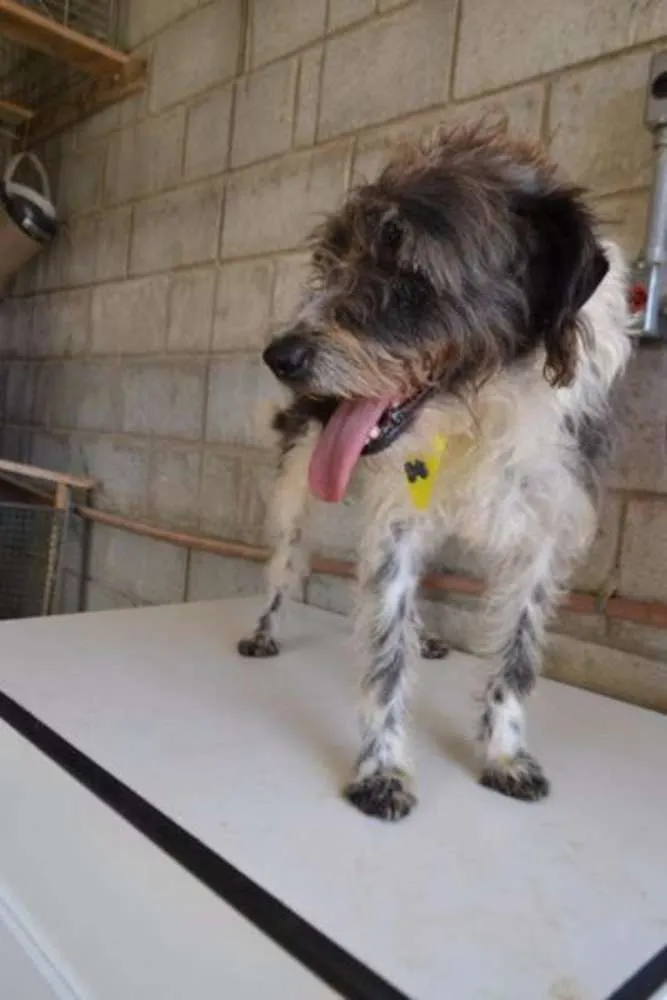 Cachorro ra a SRD idade 3 anos nome MAURICIO, uma graça!