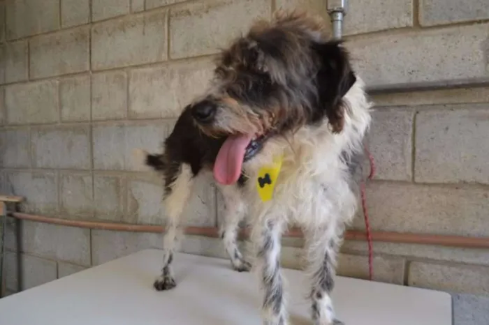 Cachorro ra a SRD idade 3 anos nome MAURICIO, uma graça!