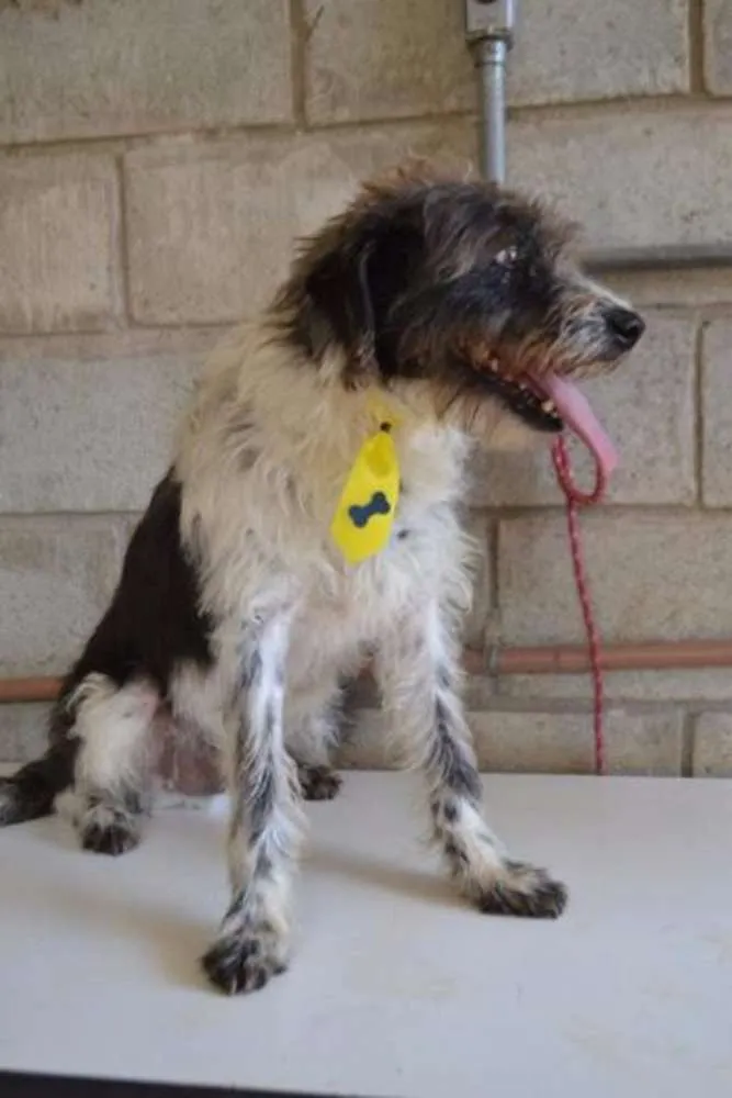 Cachorro ra a SRD idade 3 anos nome MAURICIO, uma graça!