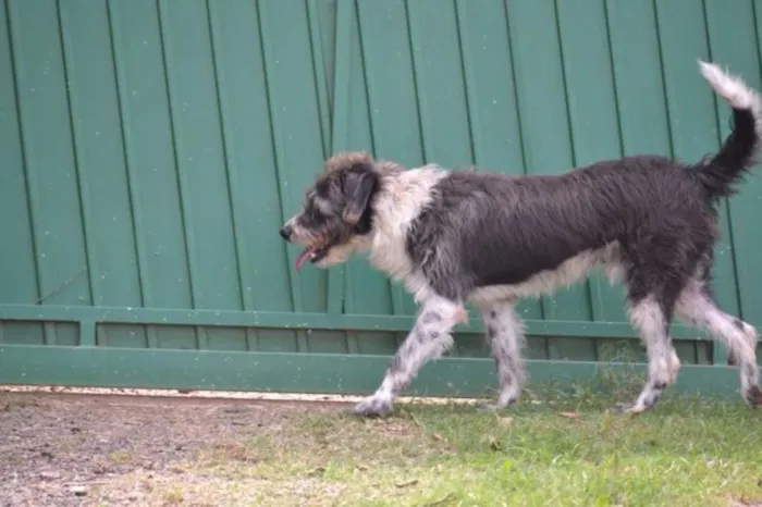 Cachorro ra a SRD idade 3 anos nome MAURICIO, uma graça!