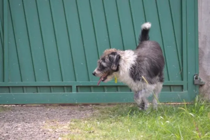 Cachorro ra a SRD idade 3 anos nome MAURICIO, uma graça!