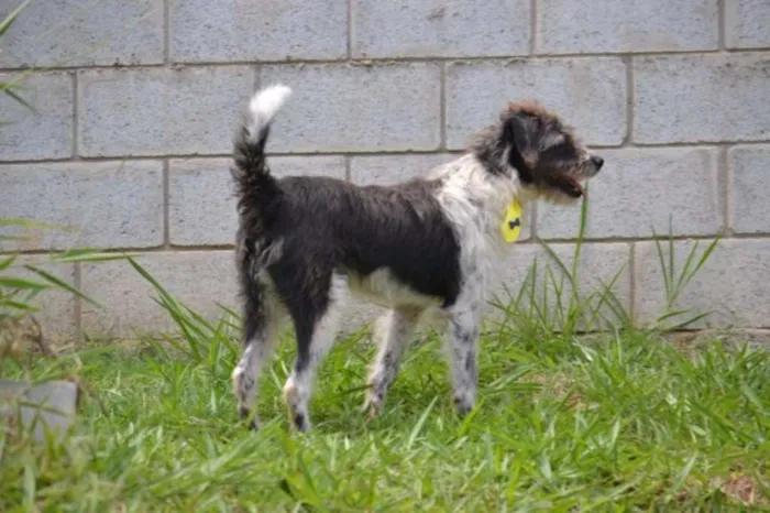 Cachorro ra a SRD idade 3 anos nome MAURICIO, uma graça!