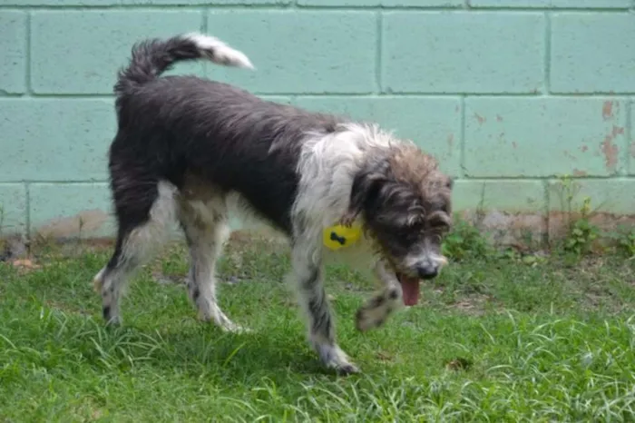 Cachorro ra a SRD idade 3 anos nome MAURICIO, uma graça!