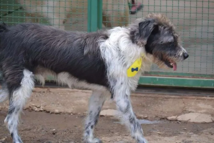 Cachorro ra a SRD idade 3 anos nome MAURICIO, uma graça!