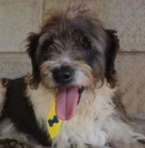 Cachorro ra a SRD idade 3 anos nome MAURICIO, uma graça!