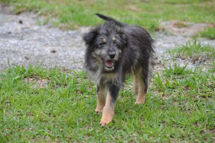 Cachorro ra a SRD idade 2 a 6 meses nome AMORINHA, princesa 