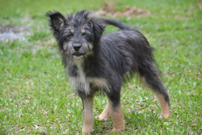 Cachorro ra a SRD idade 2 a 6 meses nome AMORINHA, princesa 