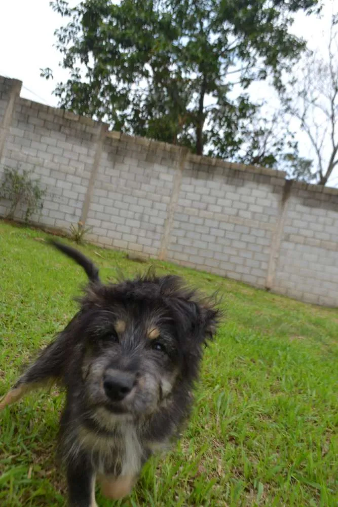 Cachorro ra a SRD idade 2 a 6 meses nome AMORINHA, princesa 