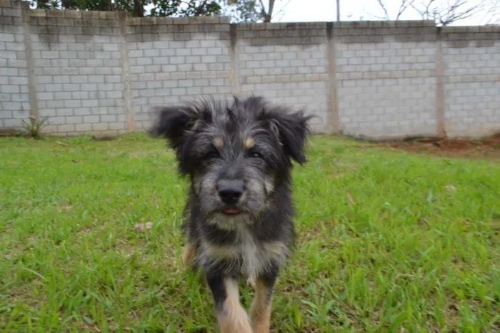 Cachorro ra a SRD idade 2 a 6 meses nome AMORINHA, princesa 