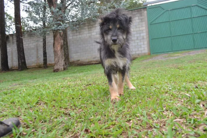 Cachorro ra a SRD idade 2 a 6 meses nome AMORINHA, princesa 
