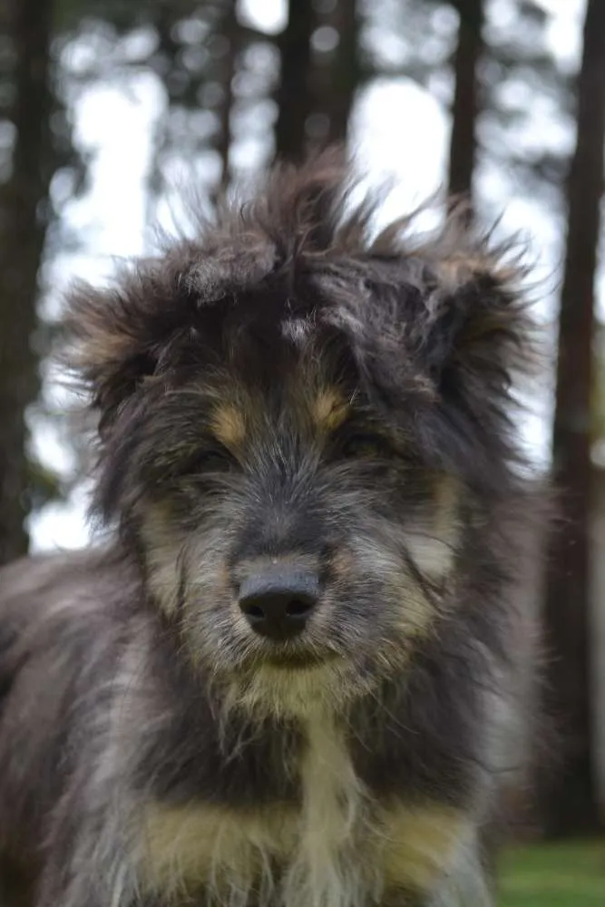 Cachorro ra a SRD idade 2 a 6 meses nome AMORINHA, princesa 