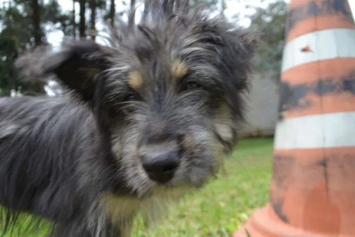 Cachorro ra a SRD idade 2 a 6 meses nome AMORINHA, princesa 