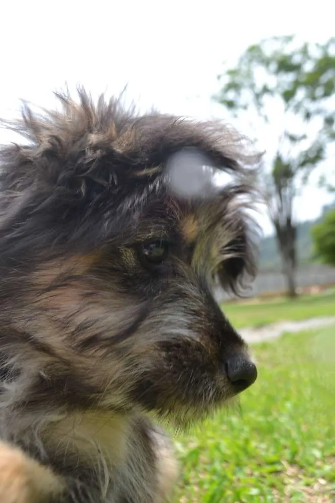 Cachorro ra a SRD idade 2 a 6 meses nome AMORINHA, princesa 