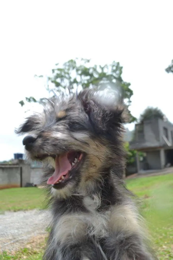 Cachorro ra a SRD idade 2 a 6 meses nome AMORINHA, princesa 