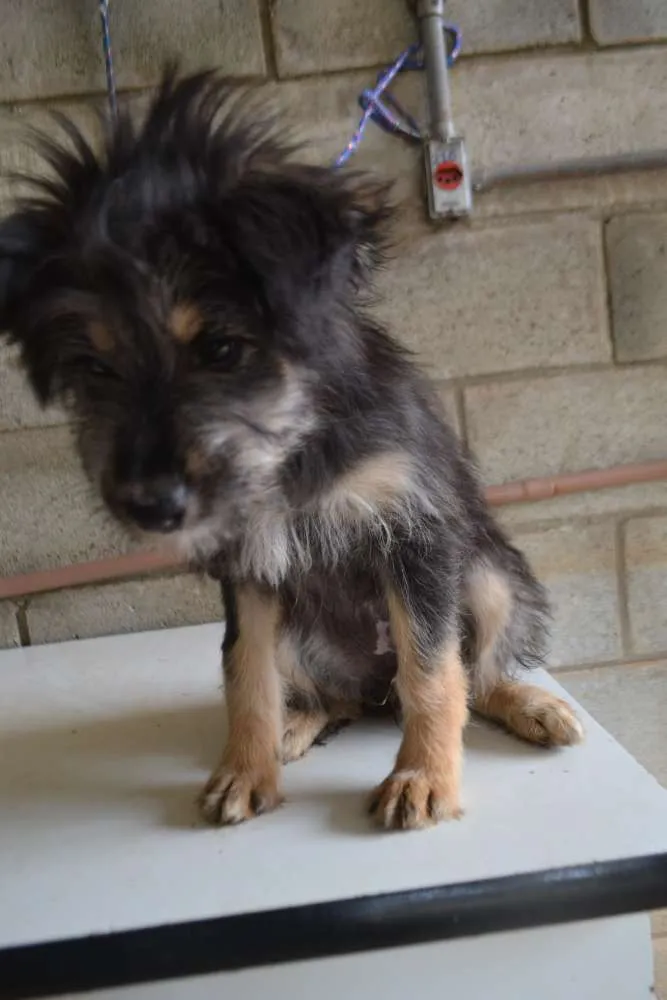 Cachorro ra a SRD idade 2 a 6 meses nome AMORINHA, princesa 