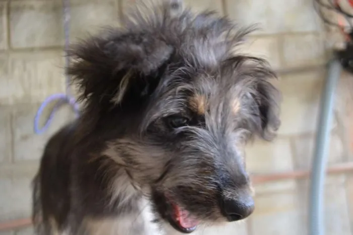 Cachorro ra a SRD idade 2 a 6 meses nome AMORINHA, princesa 