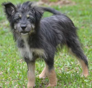 Cachorro raça SRD idade 2 a 6 meses nome AMORINHA, princesa 