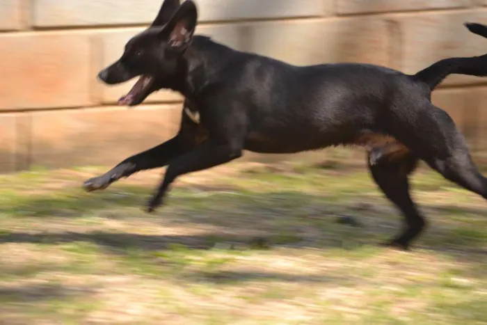 Cachorro ra a SRD idade 7 a 11 meses nome PATHOLY, doce e lindo!