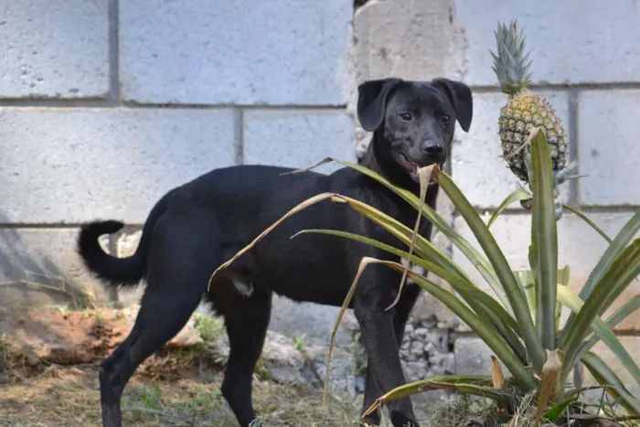 Cachorro ra a SRD idade 7 a 11 meses nome PATHOLY, doce e lindo!
