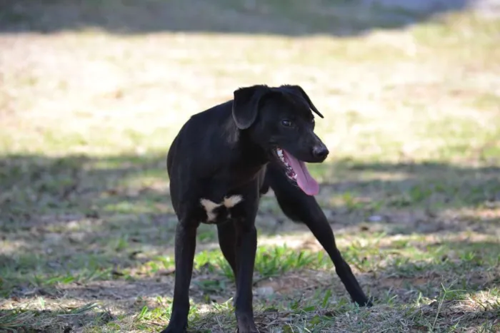 Cachorro ra a SRD idade 7 a 11 meses nome PATHOLY, doce e lindo!
