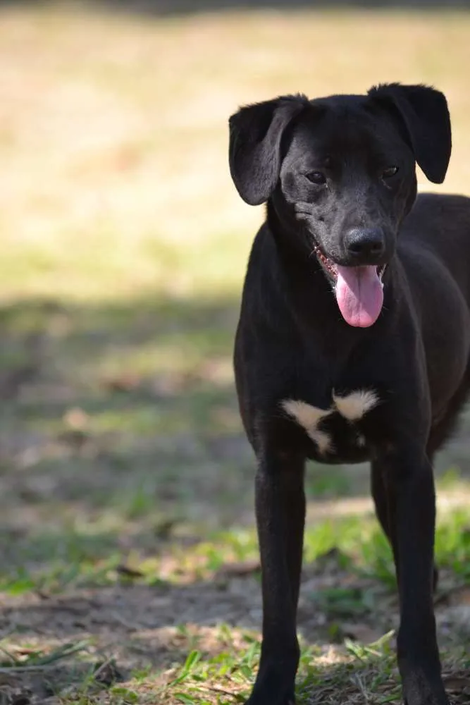 Cachorro ra a SRD idade 7 a 11 meses nome PATHOLY, doce e lindo!
