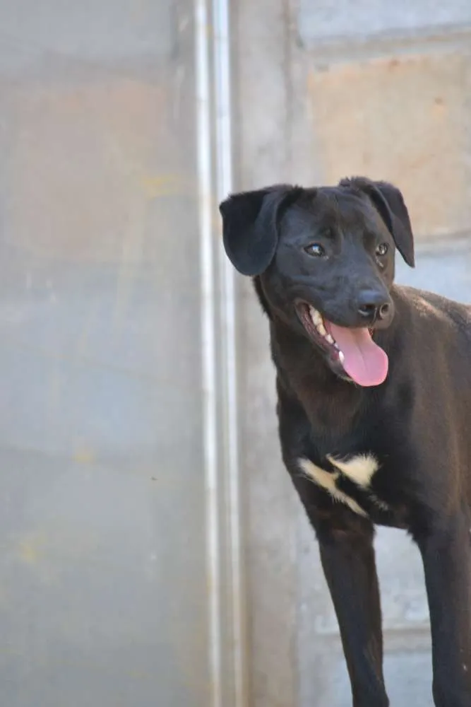 Cachorro ra a SRD idade 7 a 11 meses nome PATHOLY, doce e lindo!