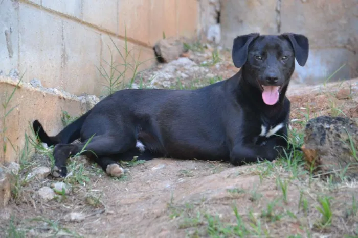 Cachorro ra a SRD idade 7 a 11 meses nome PATHOLY, doce e lindo!