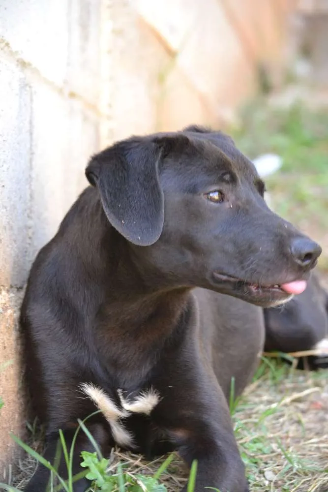 Cachorro ra a SRD idade 7 a 11 meses nome PATHOLY, doce e lindo!