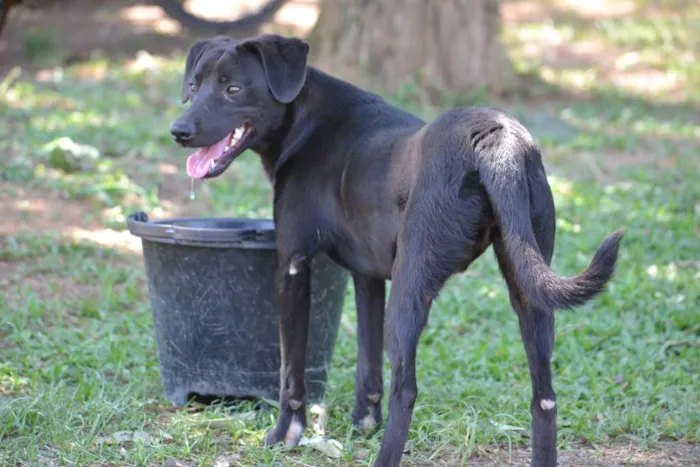 Cachorro ra a SRD idade 7 a 11 meses nome PATHOLY, doce e lindo!
