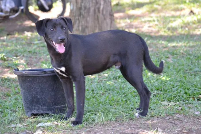 Cachorro ra a SRD idade 7 a 11 meses nome PATHOLY, doce e lindo!