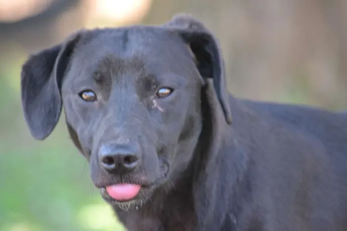 Cachorro ra a SRD idade 7 a 11 meses nome PATHOLY, doce e lindo!