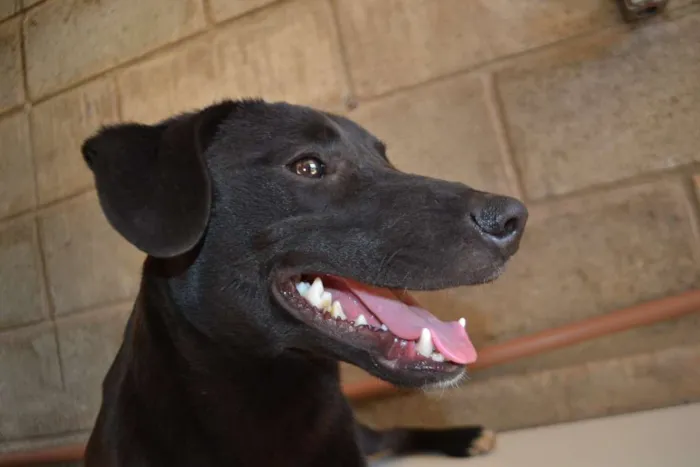 Cachorro ra a SRD idade 7 a 11 meses nome PATHOLY, doce e lindo!