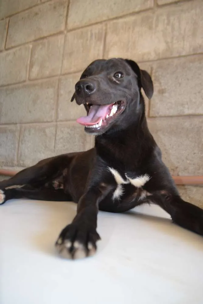 Cachorro ra a SRD idade 7 a 11 meses nome PATHOLY, doce e lindo!