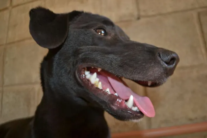Cachorro ra a SRD idade 7 a 11 meses nome PATHOLY, doce e lindo!