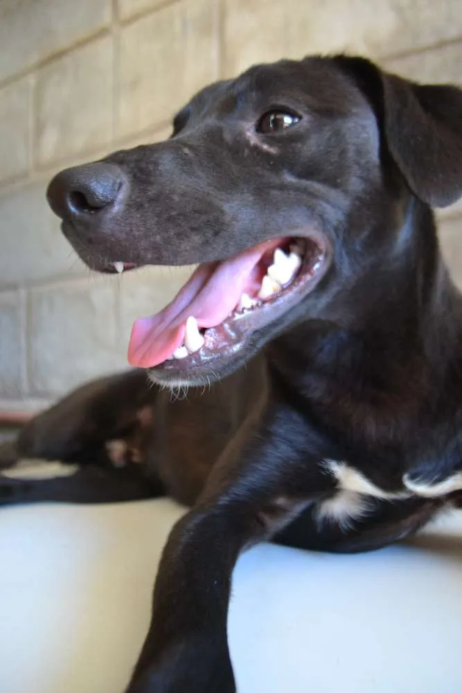Cachorro ra a SRD idade 7 a 11 meses nome PATHOLY, doce e lindo!