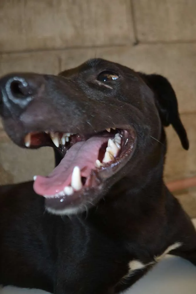 Cachorro ra a SRD idade 7 a 11 meses nome PATHOLY, doce e lindo!