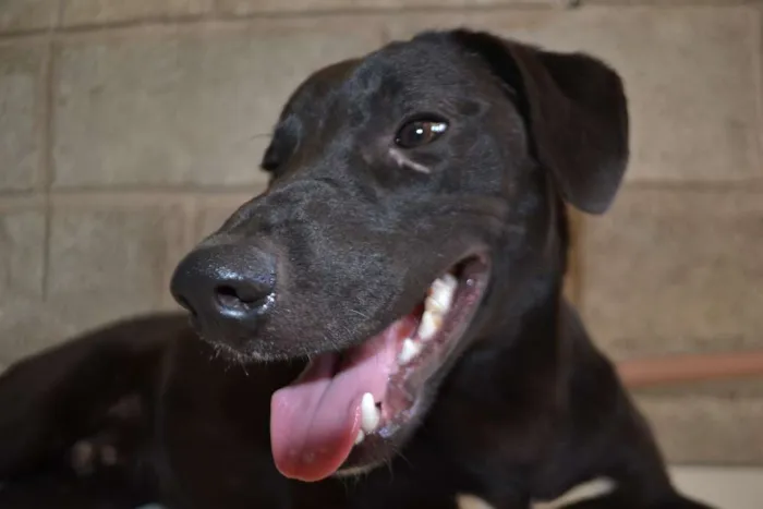 Cachorro ra a SRD idade 7 a 11 meses nome PATHOLY, doce e lindo!
