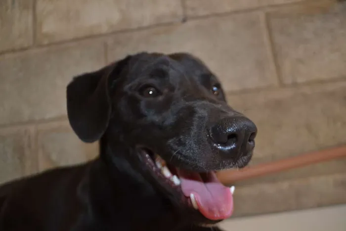 Cachorro ra a SRD idade 7 a 11 meses nome PATHOLY, doce e lindo!