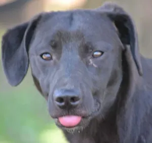 Cachorro raça SRD idade 7 a 11 meses nome PATHOLY, doce e lindo!
