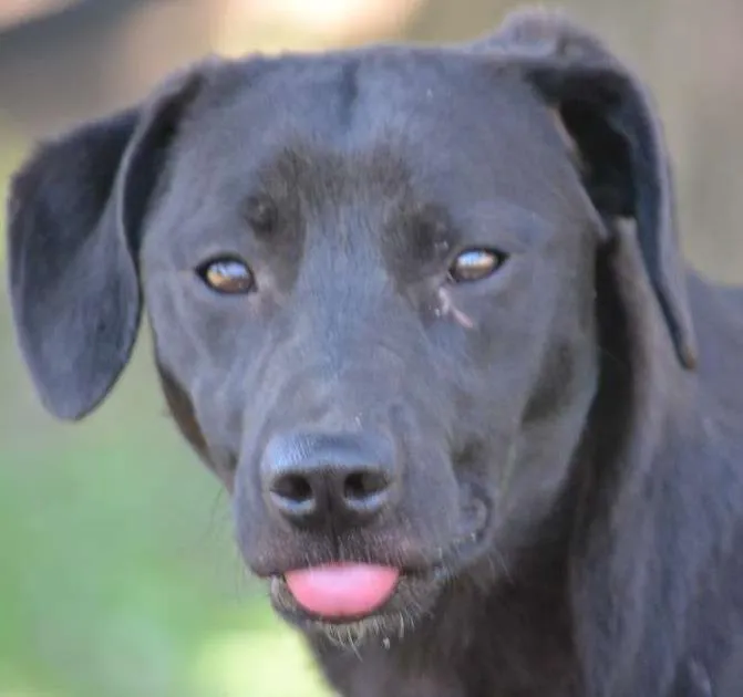 Cachorro ra a SRD idade 7 a 11 meses nome PATHOLY, doce e lindo!