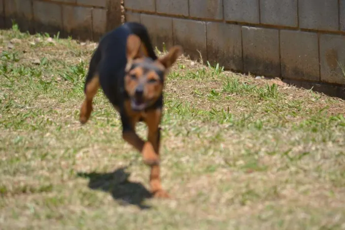 Cachorro ra a SRD idade 2 a 6 meses nome SERENA, o mais puro