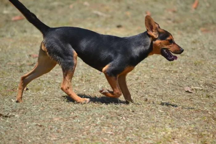 Cachorro ra a SRD idade 2 a 6 meses nome SERENA, o mais puro
