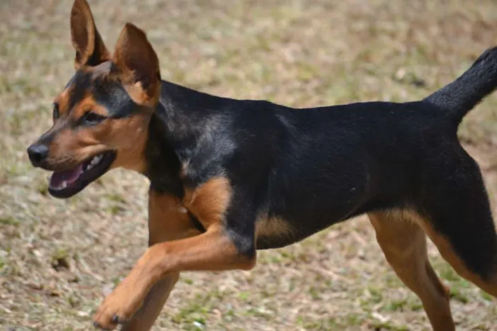 Cachorro ra a SRD idade 2 a 6 meses nome SERENA, o mais puro